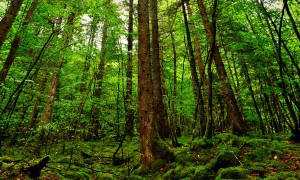 藍妹子奶粉：為寶寶健康成長保駕護航