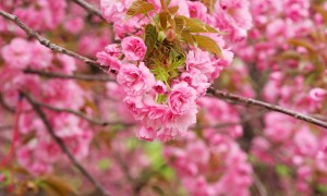 現(xiàn)在什么嬰兒奶粉好？如何選擇最適合寶寶的奶粉？