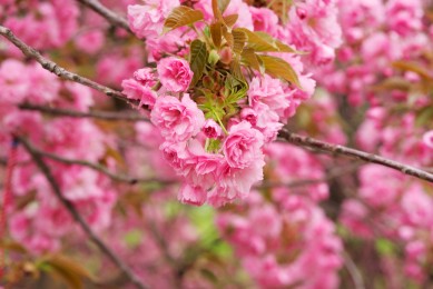 2025年熔斷器品牌排行榜 最新熔斷器排名分享