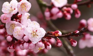 小分子奶粉是否更適合嬰兒的消化系統？