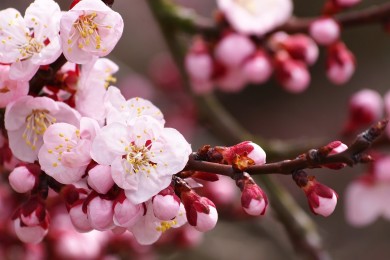 十大經典管理學定律是什么，它們如何影響現代管理實踐？