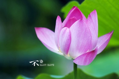 成語闖關app下載_成語闖關(休閑益智學習軟件)_v1.3.8_安卓版_下載