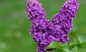 福羊奶粉真的適合嬰幼兒嗎？