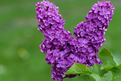 家用梯十大品牌排行榜