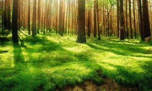 駱駝奶粉適合什么人喝？