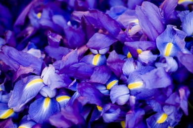 十大演出票務平臺APP-演唱會票務app排行榜