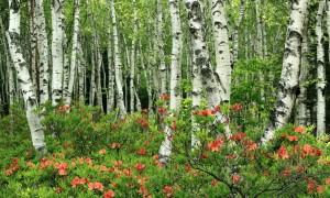 愛氏媽媽上韻奶粉怎么樣？它真的適合寶寶嗎？