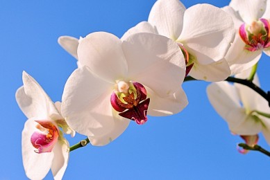 世界上最奇特的狗品種：馬地犬上榜__無毛犬品種最好打理