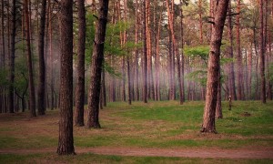 奶粉與什么食物相克？科學解讀飲食搭配的誤區與真相