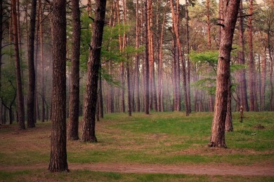 2025-2030年中國醫療器械滅菌包裝用透明蓋膜行業項目調研及市場前景預測評估報告