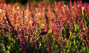 寶寶奶粉排行榜10強：哪些品牌真正值得信賴？