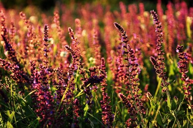 酵素品牌排名_酵素品牌排行榜_酵素十大品牌_酵素哪個牌子好_2025酵素品牌排行榜
