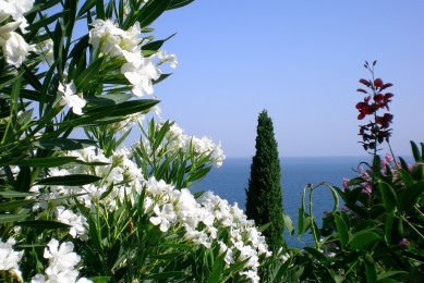 橘紅和化橘紅的區(qū)別是什么？